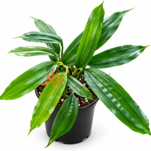 Mapania Cuspidata