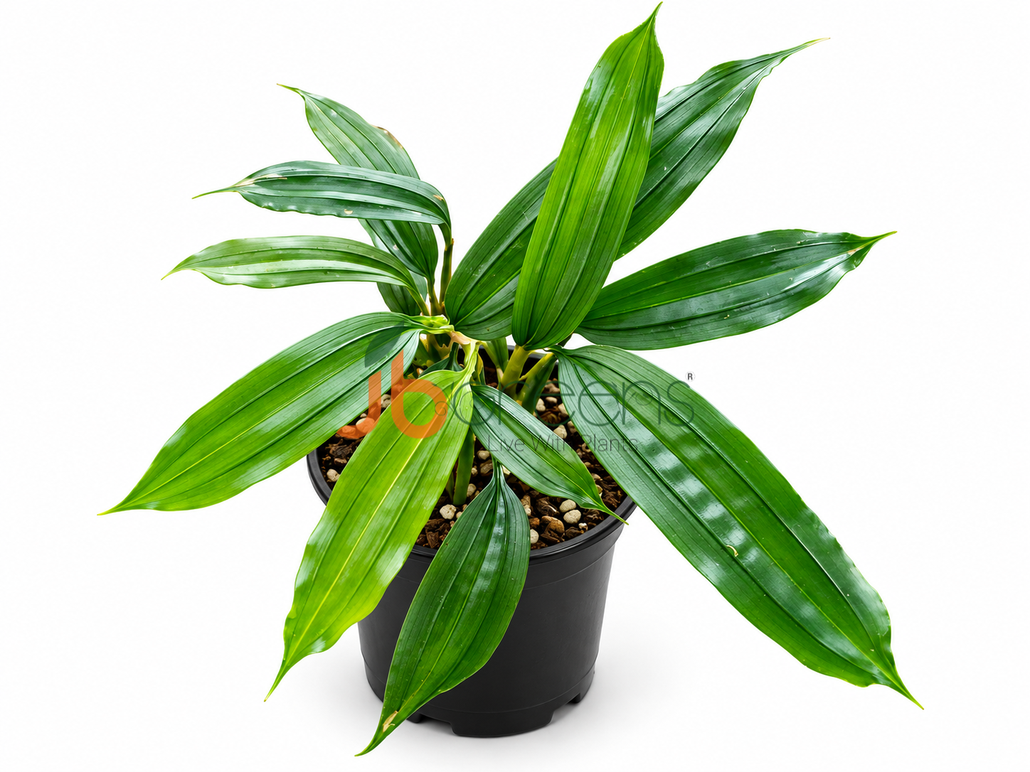 Mapania Cuspidata