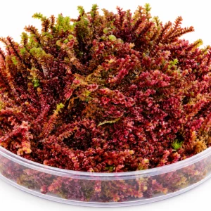 Red Moss Borneo