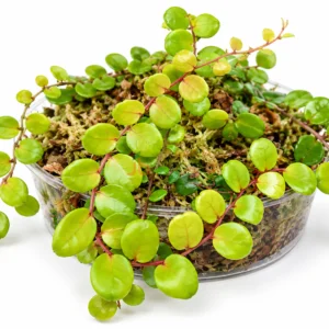 Marcgravia rectiflora
