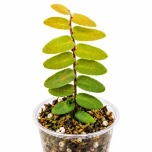 marcgravia Sintensii