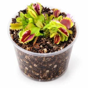 Dionaea muscipula 'Fused Tooth'