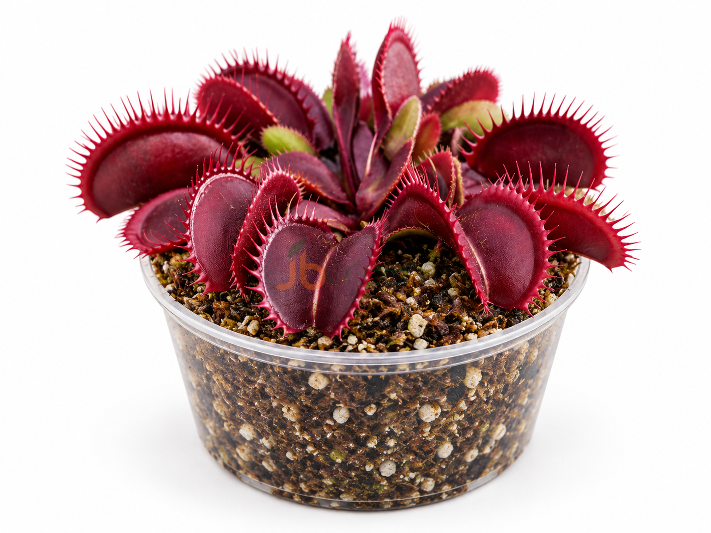 Dionaea muscipula 'Red Dragon'
