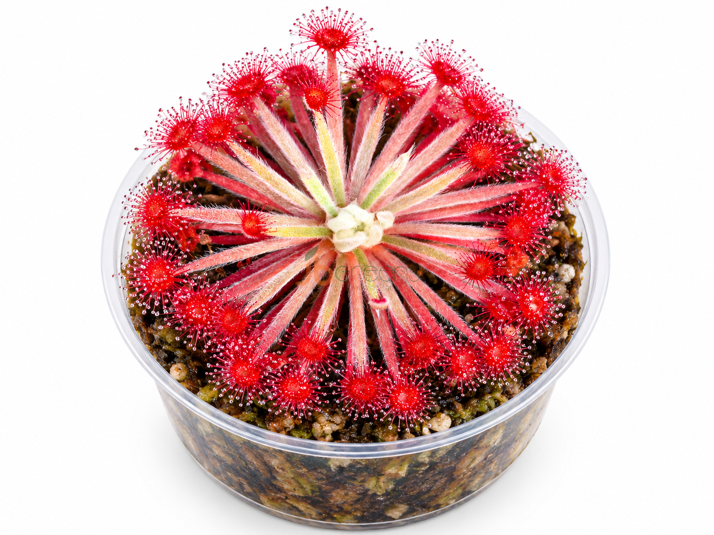 Drosera aff. lanata