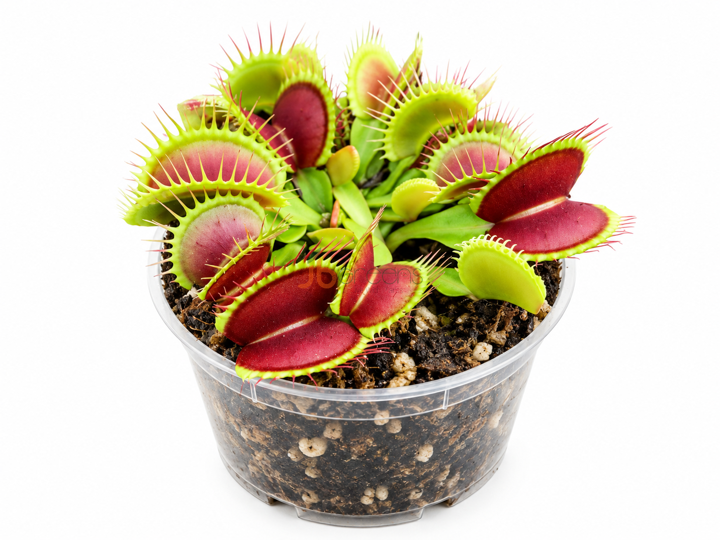 Dionaea muscipula 'Fine Tooth & Red'