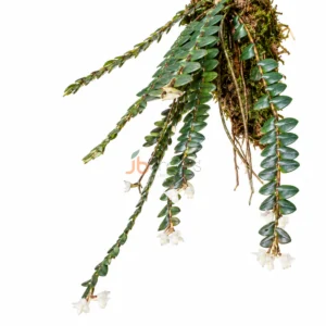 Appendicula Congenera