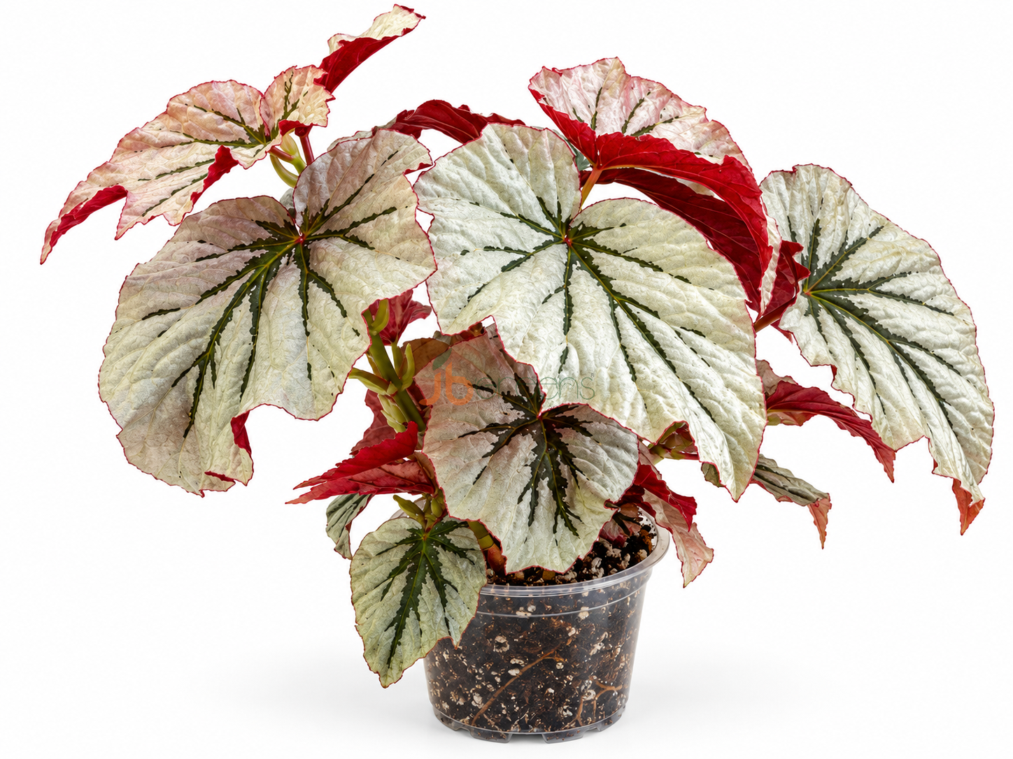 Begonia Looking Glass